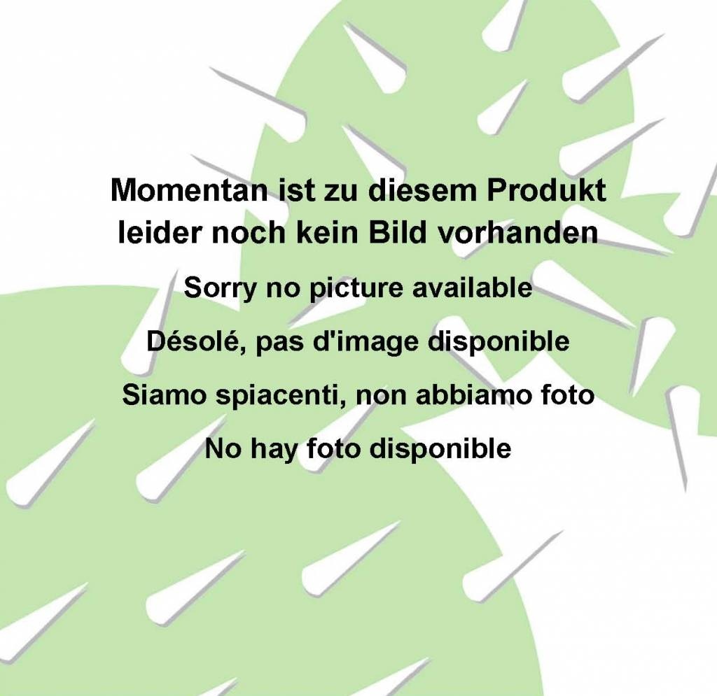 Astrophytum myriostigma XXL