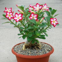 Wüstenrosen
