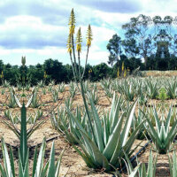 Heilaloe