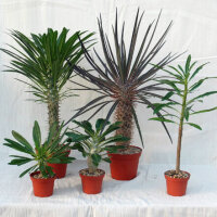 Madagaskarpalmen