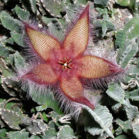 Aasblumen