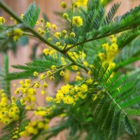 Acacia