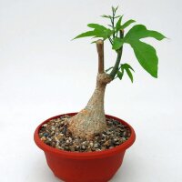 Adenia