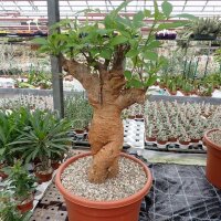 Adansonia