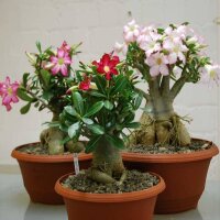 Adenium