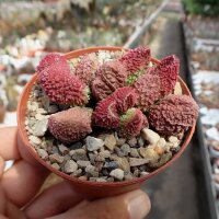Adromischus