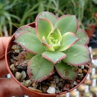 Aeonium