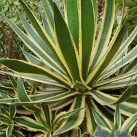 Agave