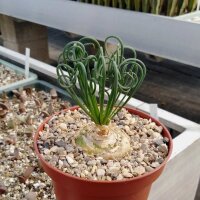 Albuca