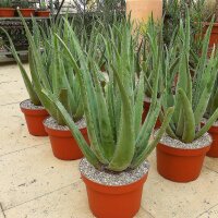 Aloe