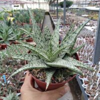 Aloe-Hybr.
