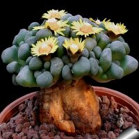 Aloinopsis