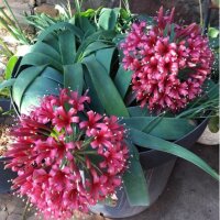 Ammocharis