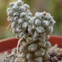 Anacampseros