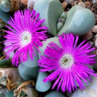 Argyroderma