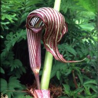 Arisaema