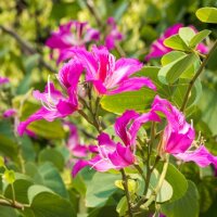 Bauhinia