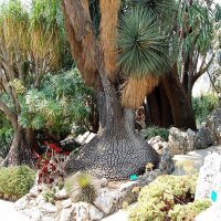 Beaucarnea