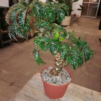Begonia
