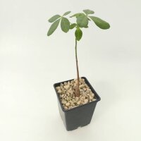 Bombacopsis