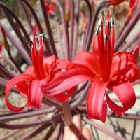 Brunsvigia