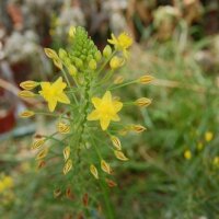 Bulbine