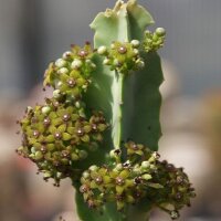 Caralluma