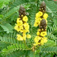 Cassia