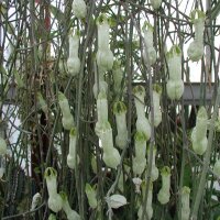 Ceropegia