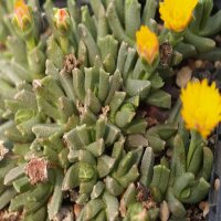 Chasmatophyllum
