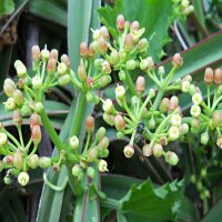 Cissus