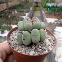 Conophytum