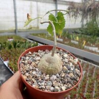 Corallocarpus