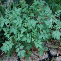 Commiphora