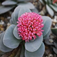 Crassula-Hybr.