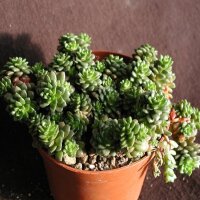 Cremosedum