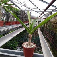 Crinum