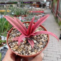 Cryptanthus