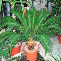 Cycas