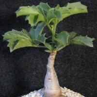 Cyphostemma