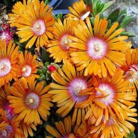 Delosperma