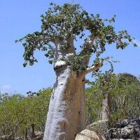 Dendrosicyos