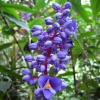 Dichorisandra