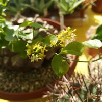 Dioscorea