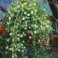 Dischidia