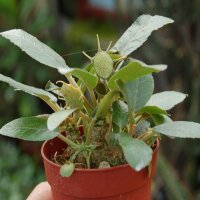 Dorstenia