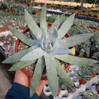 Dudleya