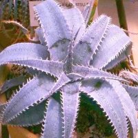 Dyckia