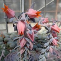 Echeveria