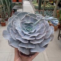 Echeveria-Hybr.